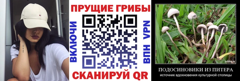 Галлюциногенные грибы GOLDEN TEACHER Киселёвск